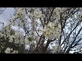 @New things in nature Prunus domestica,plum flowers,lulet e kumbullës(1)