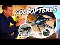 Tuto coloptres lucanes et dynastes  4k