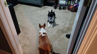 Basenji Pack plays before dinner