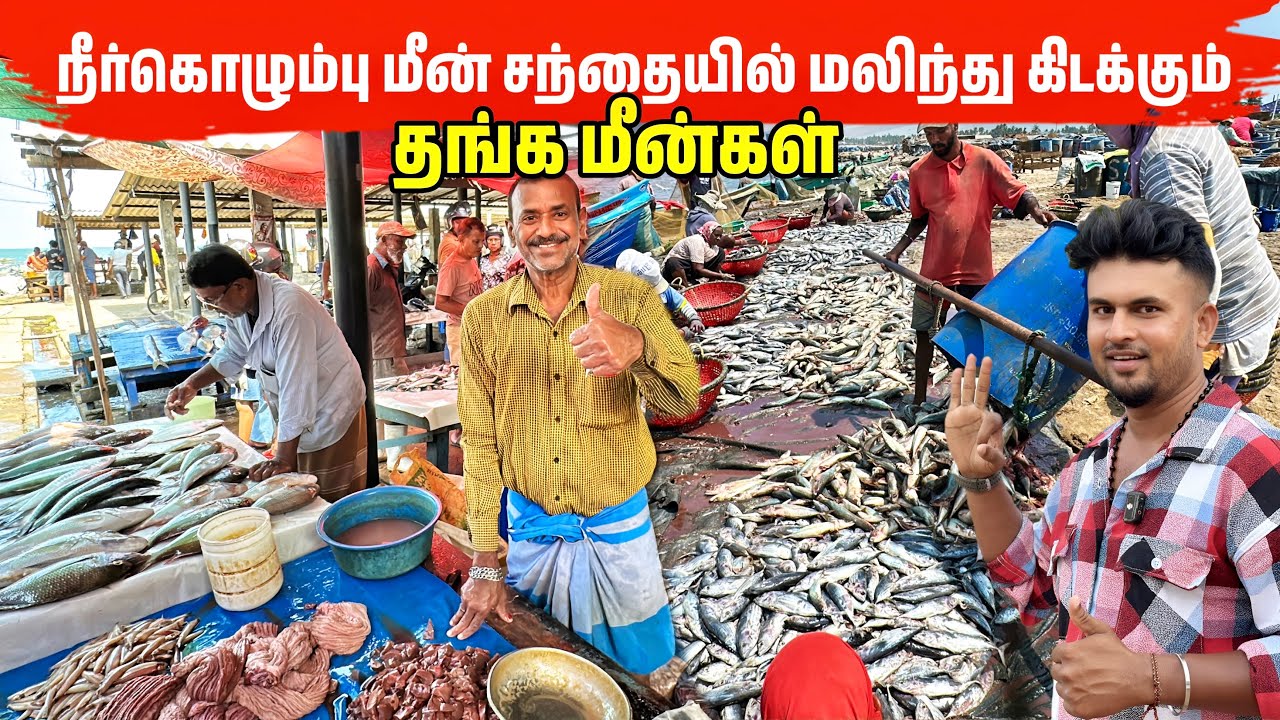திடீரென 50 ரூபாயிலிருந்து மலிந்து கிடக்கும் மீன்கள் Negombo Fish Market 
