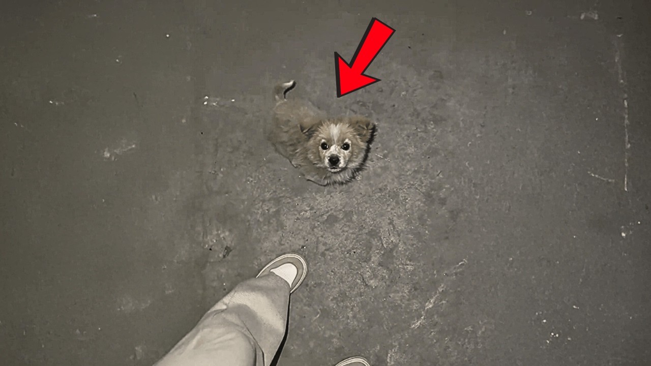 Бездомная собачка с парковки шла за мной, даже прыгнула в машину, будто я её хозяйка.