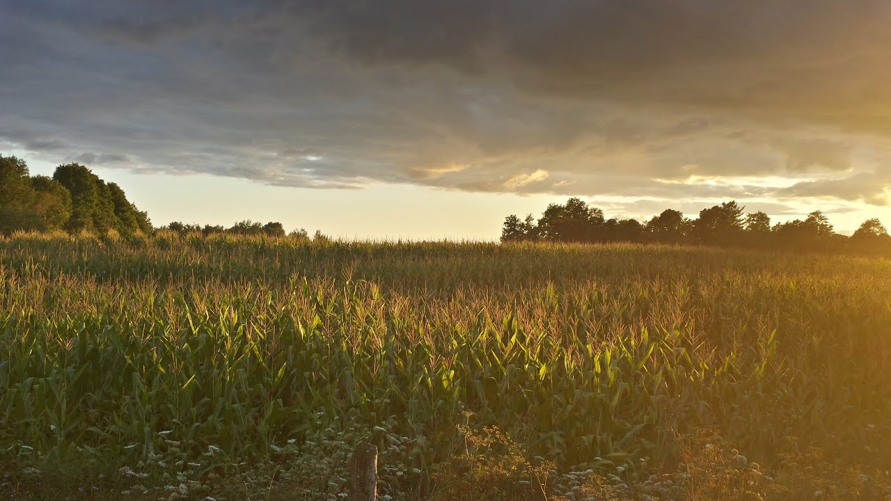 agriculture industry in australia Sun Rising On a Corn Field at Dawn ~ 30 Minutes ~