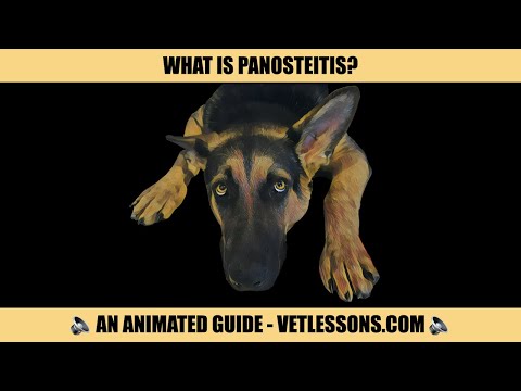 Video: Panosteitis koirilla