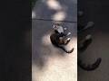 Chucky and the Kraken Chucky doing some business #cat #shorts