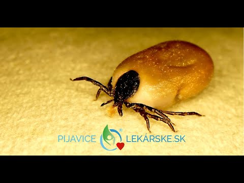 Video: Rozmanitosť Baktérií A Parazitov Prenášaných Kliešťami V Kliešťoch Získaných Z Prírodného Parku Strandja V Juhovýchodnom Bulharsku