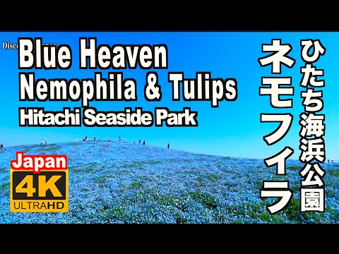 4K 2022 Japan ひたち海浜公園のネモフィラ&チューリップ Nemophila Flowers & Tulips of Hitachi Seaside Park 花の