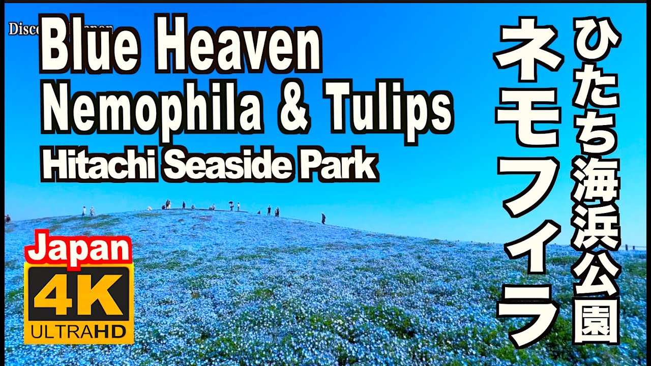 🇯🇵4K ひたち海浜公園のネモフィラ&チューリップ Nemophila Flowers & Tulips of Hitachi Seaside Park  花の名所 Blue 日立 Japan
