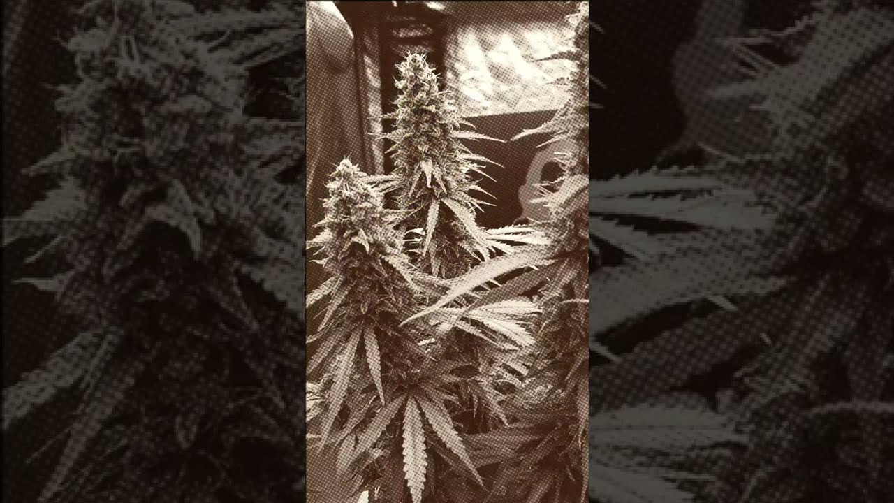 🕷️ Auto White Widow by Divine Seeds  