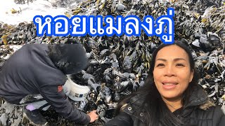 ลงทะเลเก็บหอยแมลงภู่กับลูก🐚🇹🇭🇩🇰mussels #19/3:20.