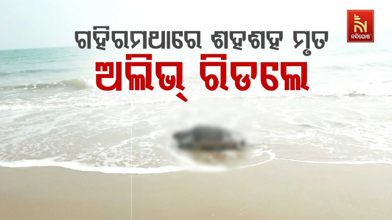 ଗହିରମଥାରେ ଶହଶହ ମୃତ ଅଲିଭ୍ ରିଡଲେ