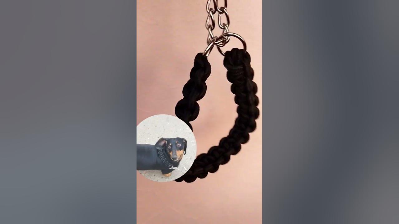 #такса #ошейник #озон #ошейникдлятаксы #удавка #ошейникудавка - YouTube