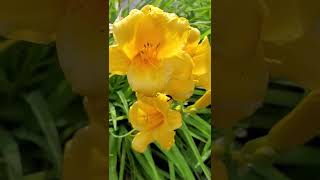 Download Lagu 👁🗨Aayiram Malargale Malarungal |#shorts #youtubeshorts #short #shortvideo #shortsvideo MP3 Download Lagu 👁🗨Aayiram Malargale Malarungal |#shorts #youtubeshorts #short #shortvideo #shortsvideo MP3