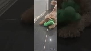 Creeper 0. Puppy 1