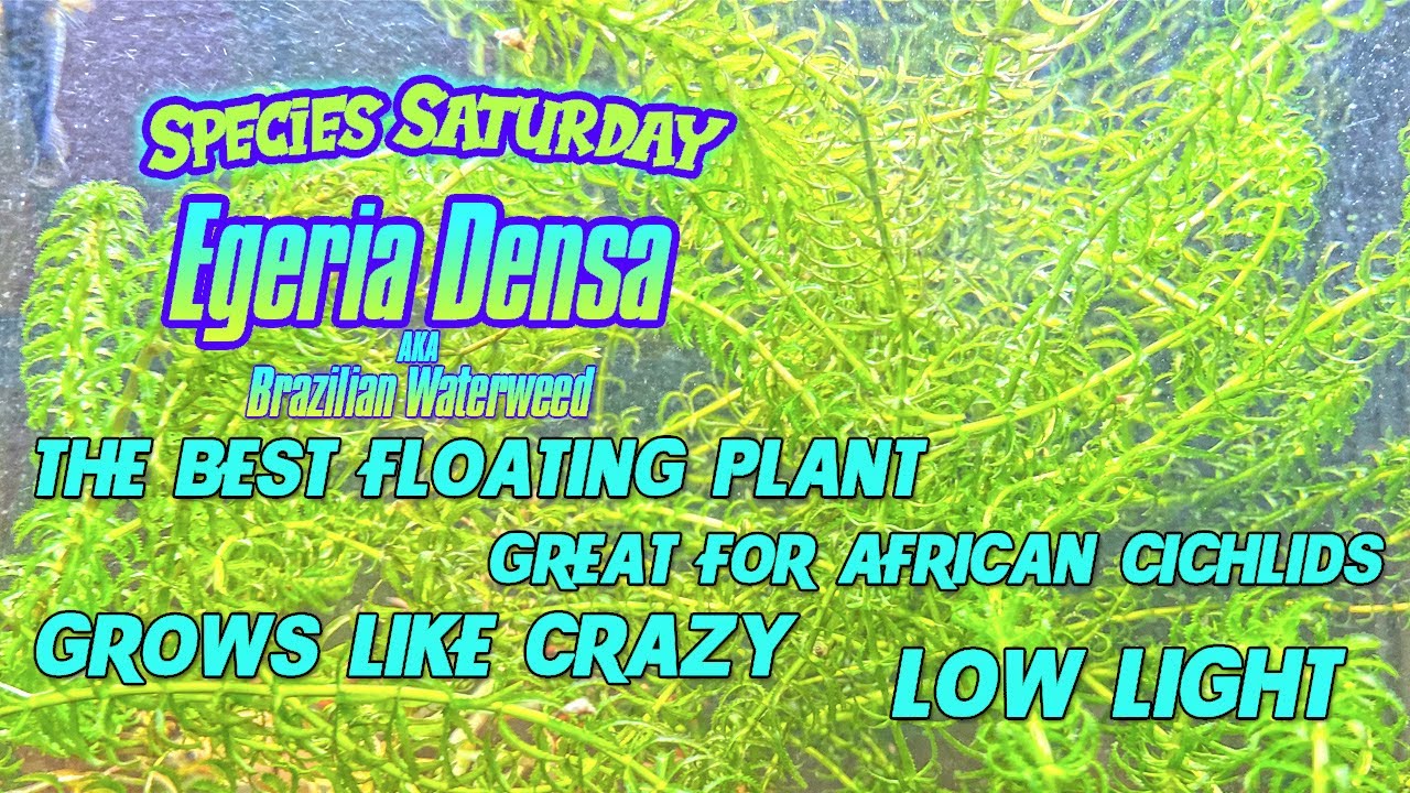 Egeria Densa - The BEST Floating Plant | Great For Cichlids