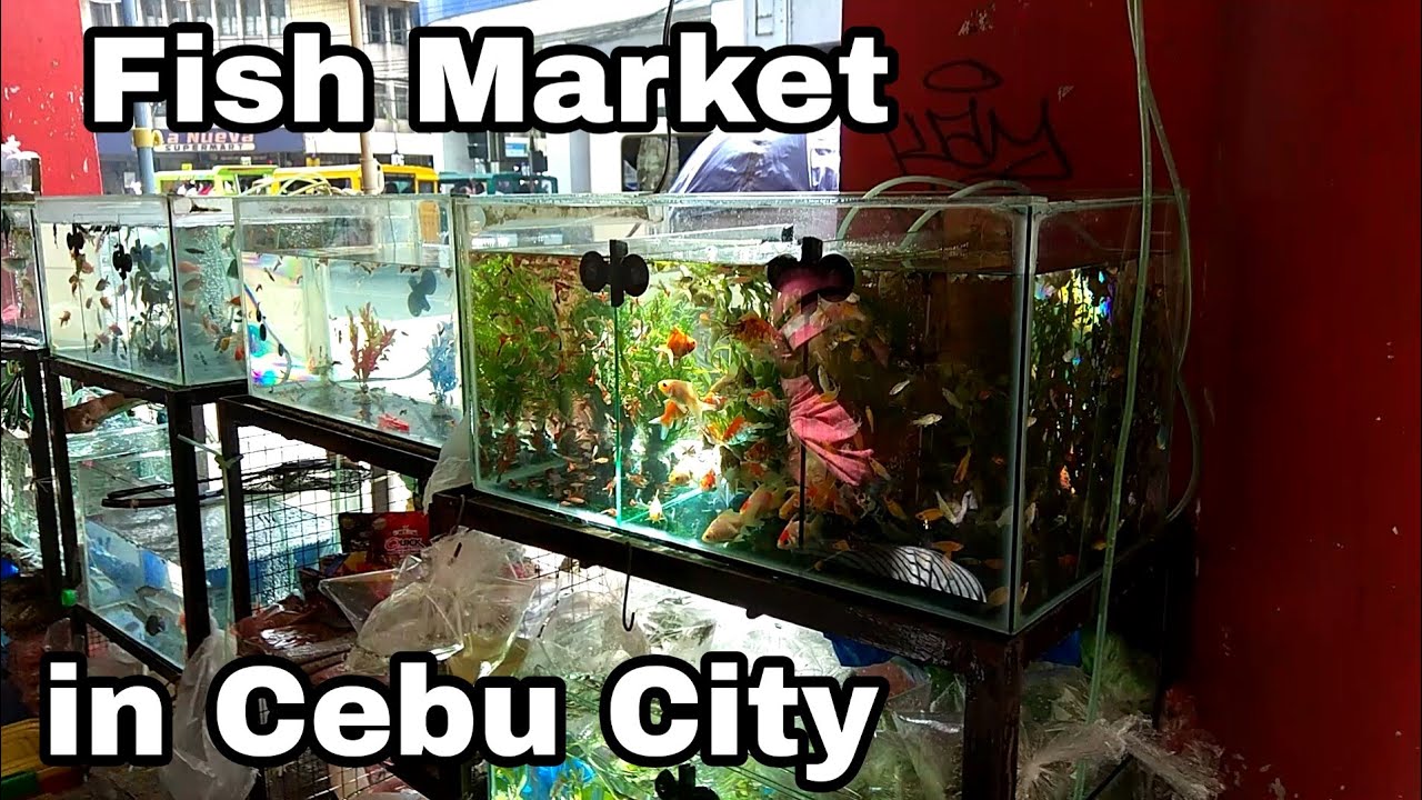 Fish market in Cebu City Philippines YouTube