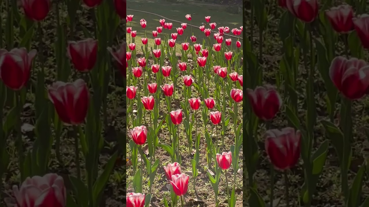 Tulips in Delhi 