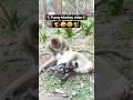 🤣Masti Monkey video 🐒 vishram Jamwal #shortsvideo #shortsviral  #newvideo  #aianimals  #monkeylife