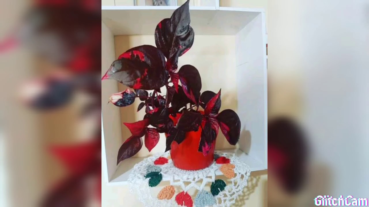 family Amaranthaceae