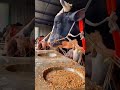 Gai palan cow
