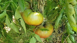 Tomates 🍅 Riego. ¿Por la mañana o por la tarde?🤔