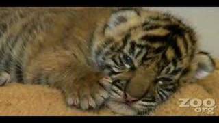 Cute baby tiger