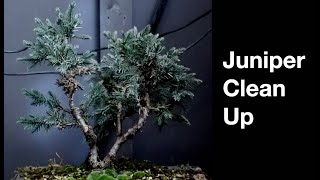 Juniper Work:  Dave's Bonsai E470