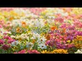 途中広告なし【Playlist】明るい気分になる洋楽 🌸 | 作業用BGM | Chill & Relax