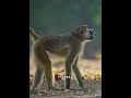 hunting tactics #animals #animalwildlife #plslikesubscribe #subscribe #fyp #fyyyyyyyyyyyyyyyyp