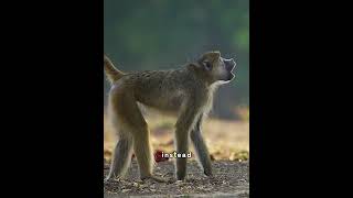 hunting tactics #animals #animalwildlife #plslikesubscribe #subscribe #fyp #fyyyyyyyyyyyyyyyyp