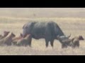 Hyenas Eating Buffalo at Ngorongoro Crater Africa!