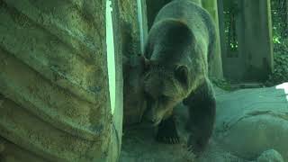 Brown Bears Walking Around At The Baltimore Zoo - In 4K Ultra Hd