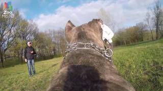 ГоПро и Кане-Корсо - Мир глазами собаки / GoPro and Cane Corso - Go pro dog ГоПро и Кане-Корсо - Мир глазами собаки / GoPro and Cane Corso - Go pro dog