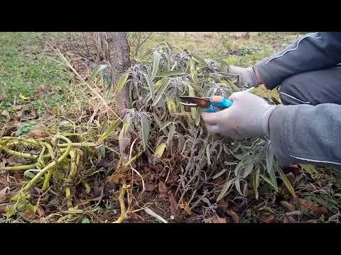 Dec 13: Trimming back sage (Salvia officinalis) and winter harvesting #vlogmas