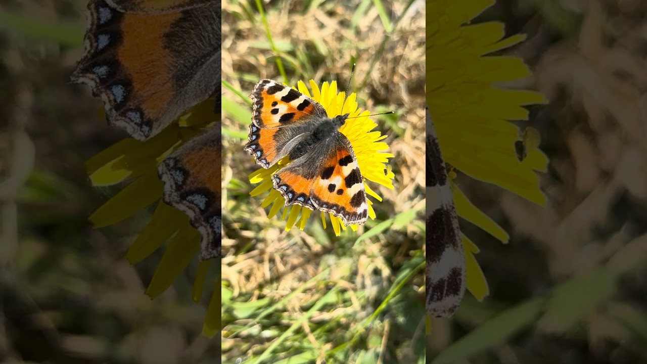 BEAUTIFUL BUTTERFLY in NORTHERN IRELAND🦋