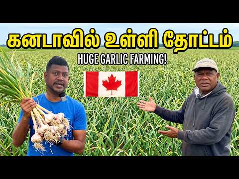 🇨🇦 கனடா வீட்டு தோட்டத்தில் மேளதாளத்துடன் ஆட்டு இறைச்சி சாப்பாடு | Jaffna  youtubers #canada