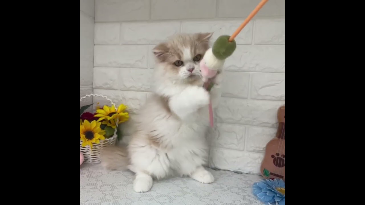 ミヌエットちゃん♡#子猫#子猫成長動画#ミヌエット#かわいい#cat