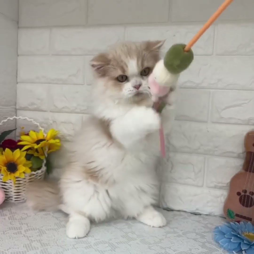 ミヌエットちゃん♡#子猫#子猫成長動画#ミヌエット#かわいい#cat