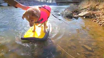 Update over mijn hond