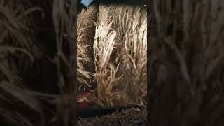 2018 corn harvest begins