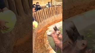 Gei He Ma Wei Shi De You Qu Shun Jian 😂