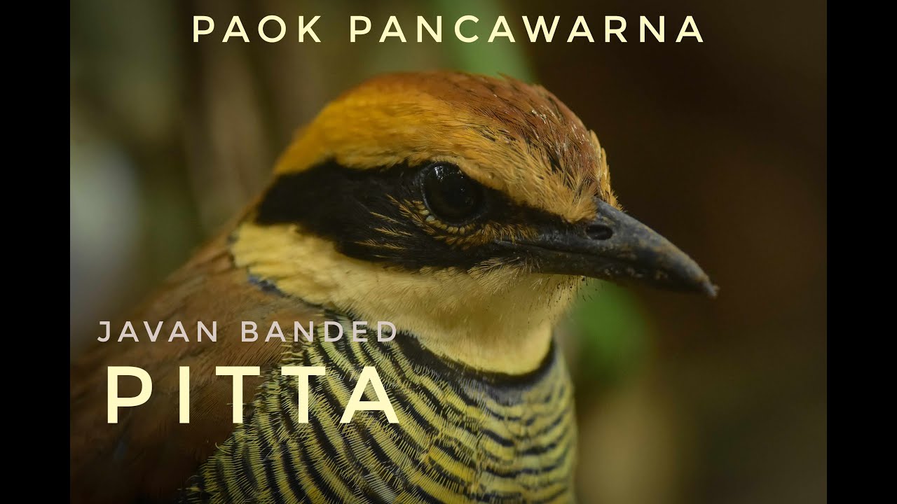 Female Javan Banded Pitta call, suara Paok Pancawarna betina