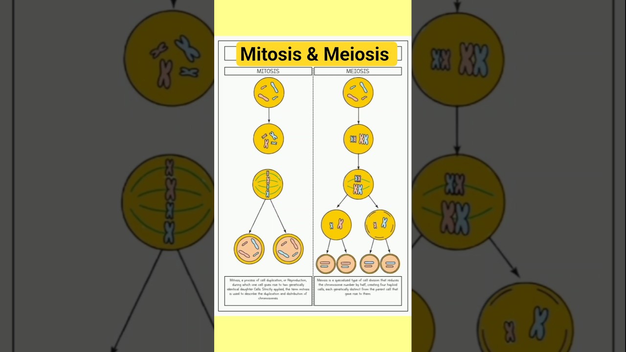 Mitosis | Meiosis | Biology | Easy | Basic Concepts | GK ||