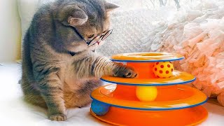 Top 5 Best Cat Toys on Amazon!