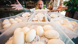 SNAKE EGGS WON'T STOP COMING!! SO MANY!! | BRIAN BARCZYK
