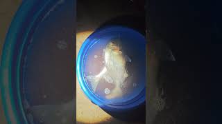 surfcasting cambrils