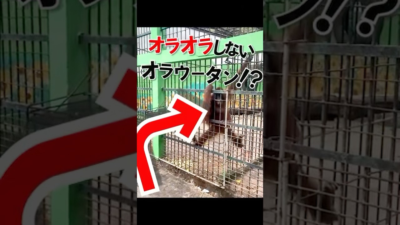オランウータンがペットボトルを受け取り水を飲んどる(≧∇≦*)草 マジ人間みたい #animals #猿 #オランウータン