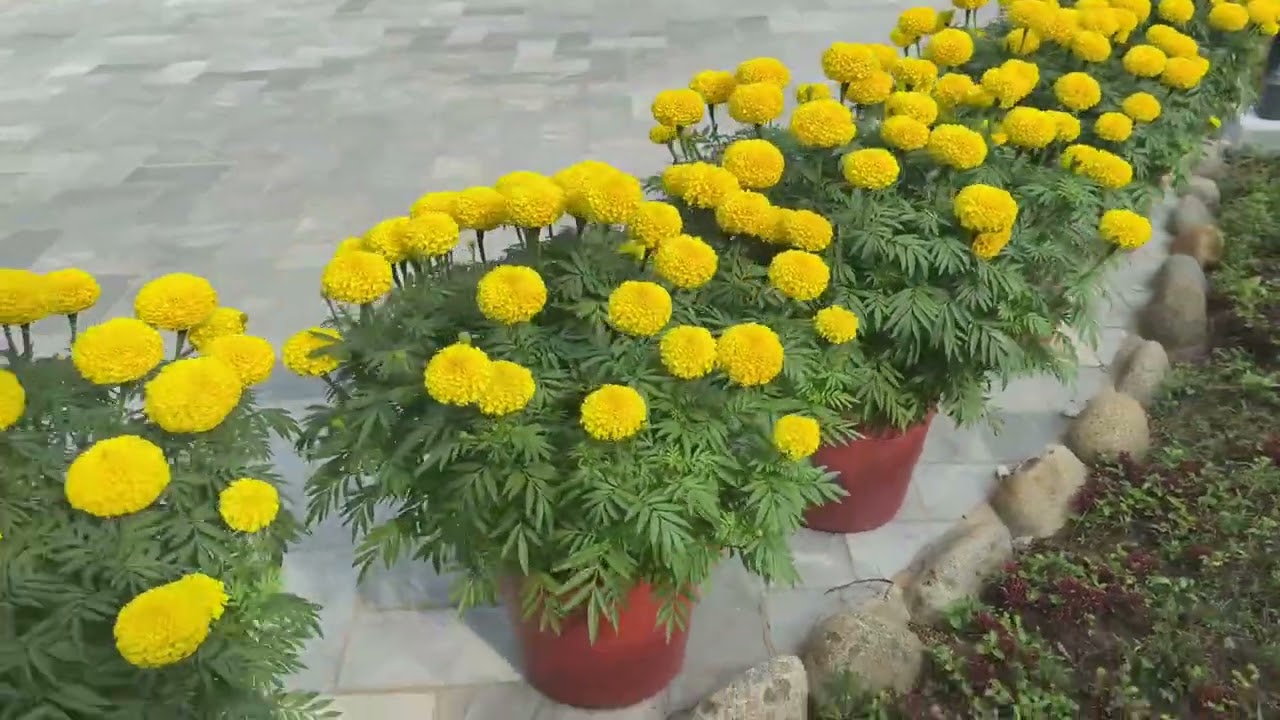 Tag 10: Urlaub-Vormittag auf dem Bauernhof meiner Eltern #morgenküche #farm #vietnam 