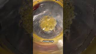 Experimento de cría híbrida artificial de peces de agua dulce #shorts