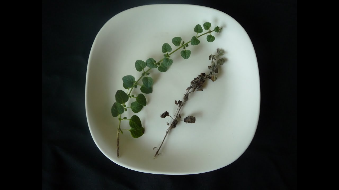 Herbs - Dry vs. Fresh - How to Dry Fresh Herbs and Measure for Recipes