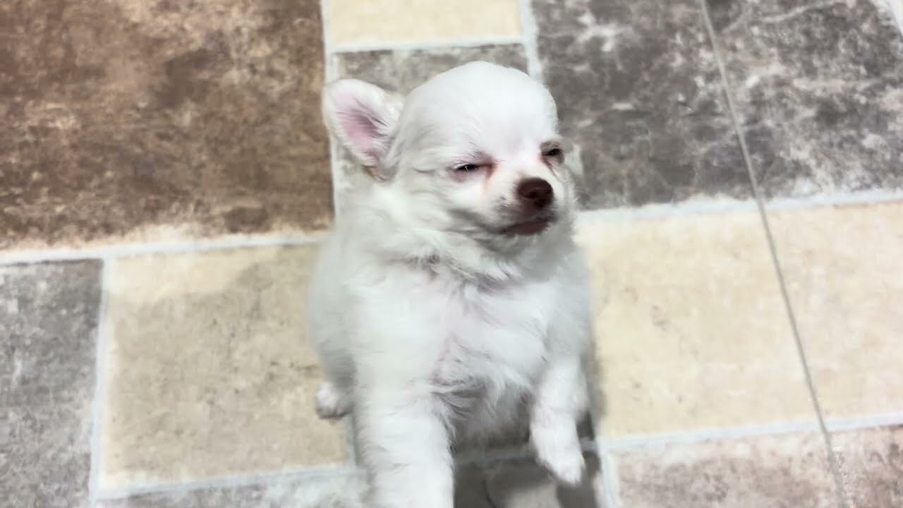 62281 チワワ - YouTube